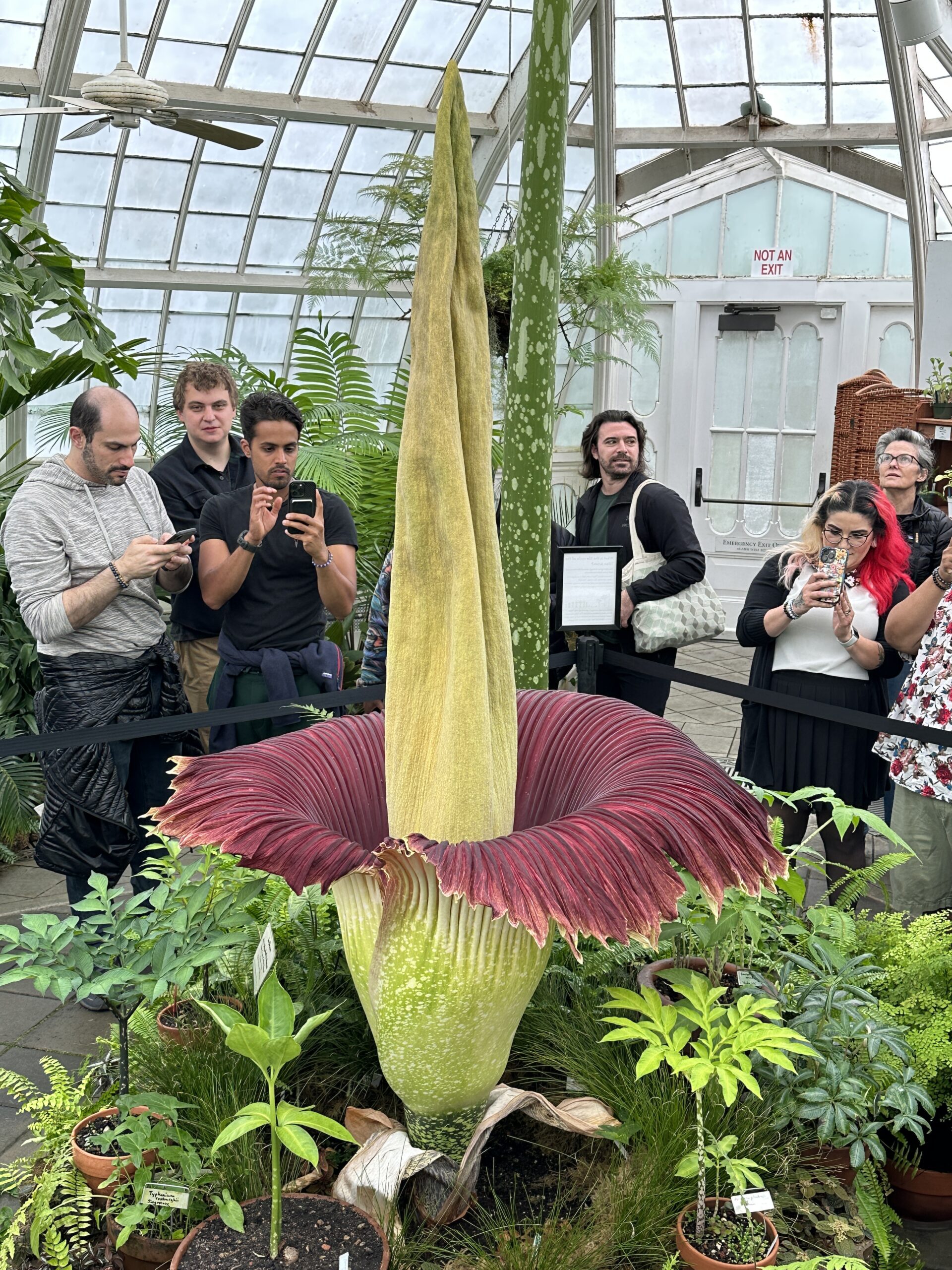 Scarlet the Corpse Flower Blooms at San Francisco s Conservatory