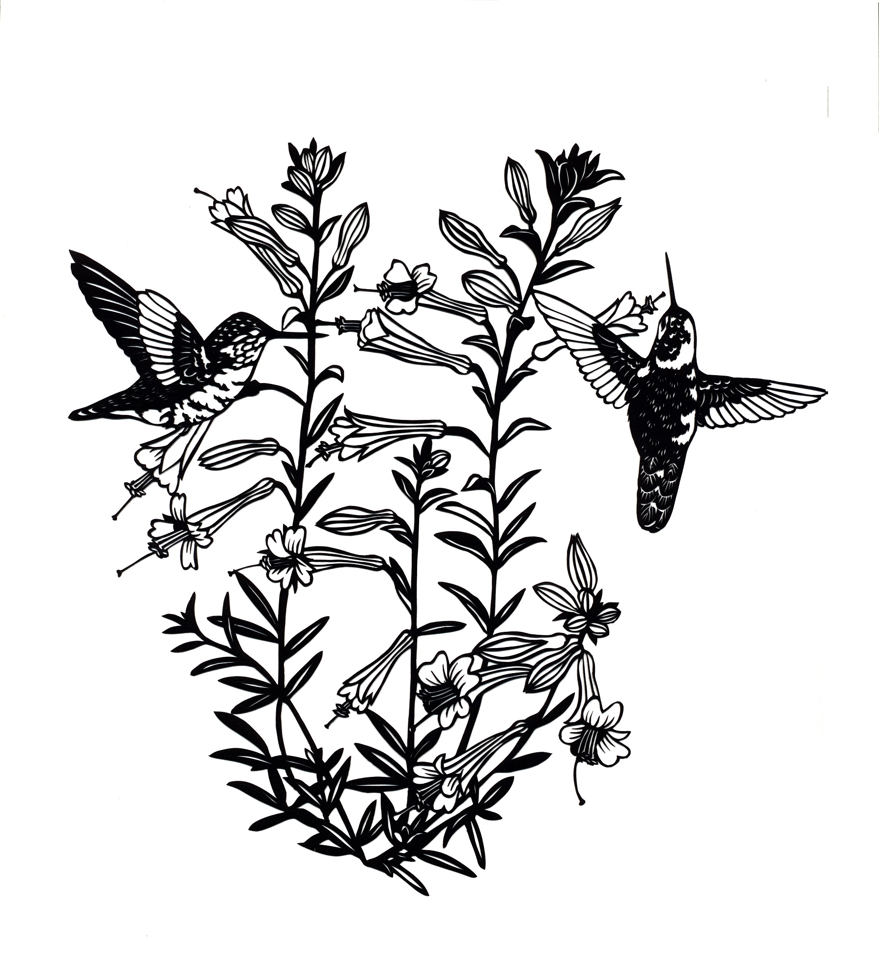 Anna’s hummingbird (Calypte anna) and California fuchsia (Epilobium canum)