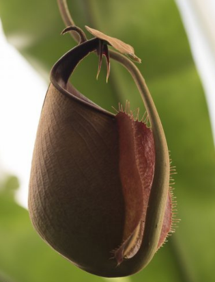 Nepenthes bicalcarata - Fanged Pitcher Plant