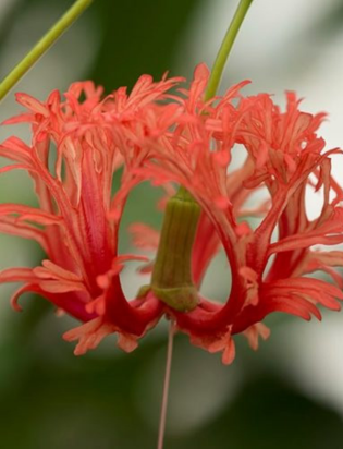 Hibiscus schizopetalus Common Name | Japanese Lantern, Spider Hibiscus