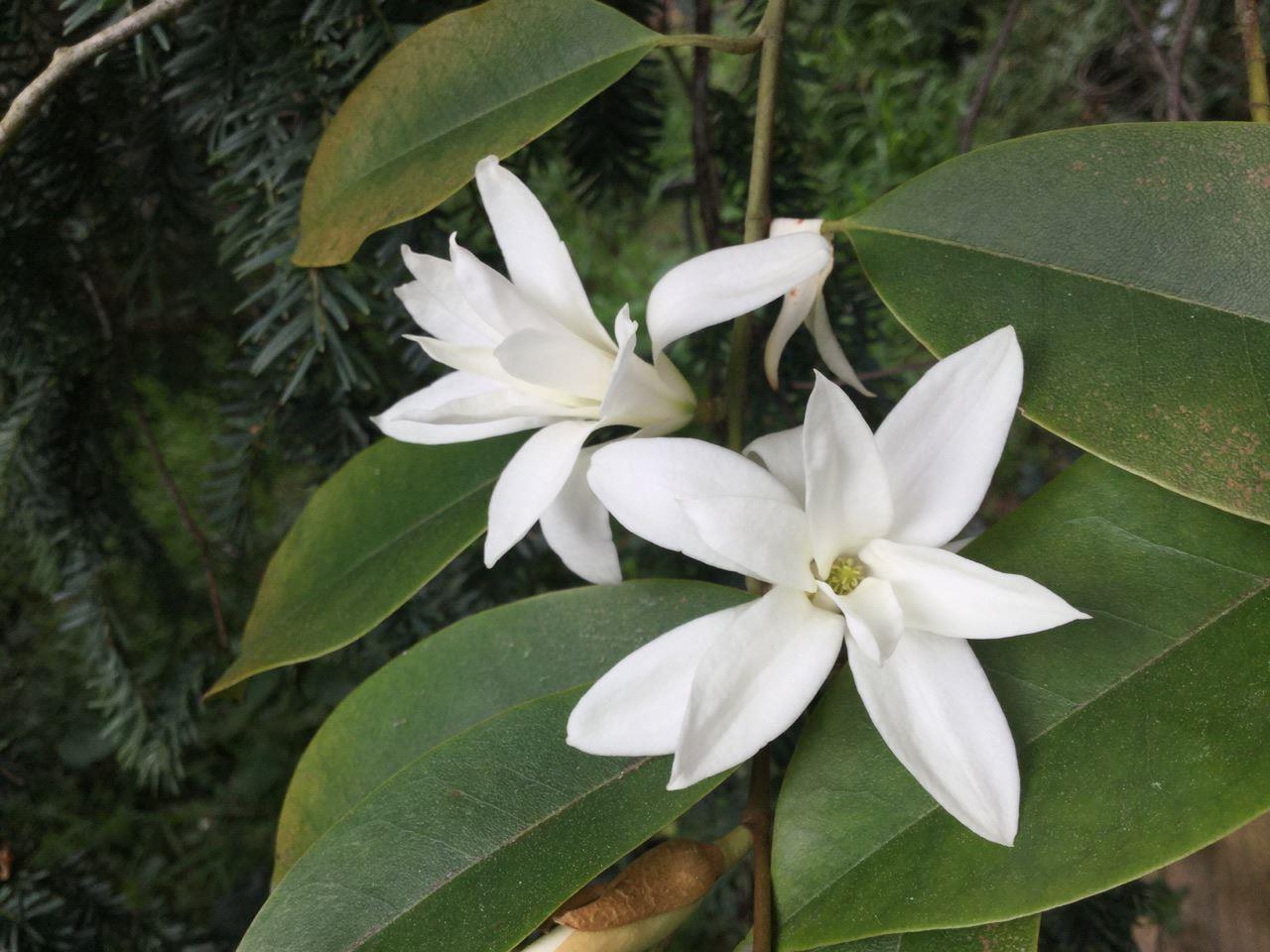 Curator’s Corner – Magnolia floribunda