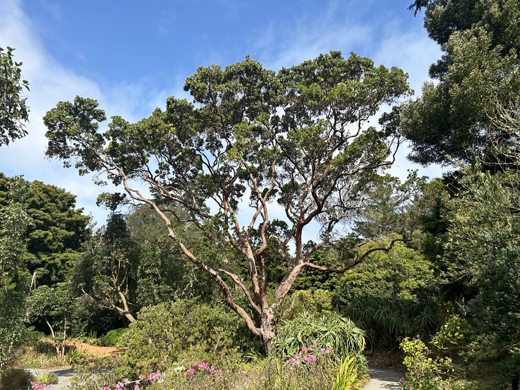 Curator’s Corner – Arbutus canariensis