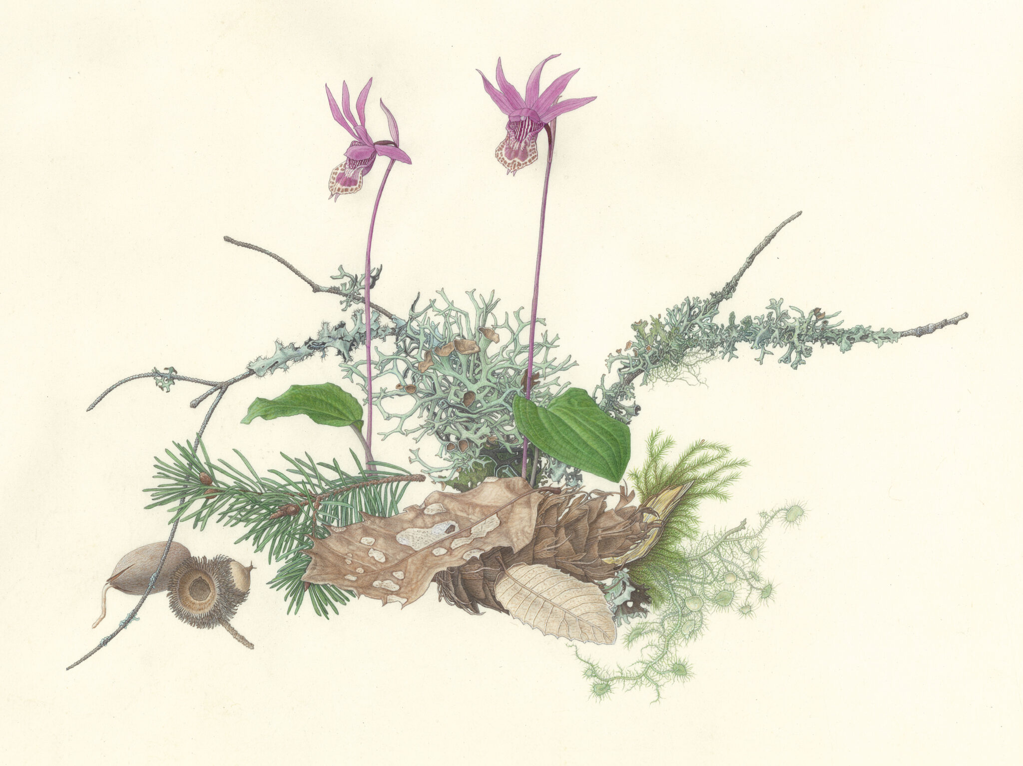 Image for: The Art of Botanical Illustration by Kristin Jacob