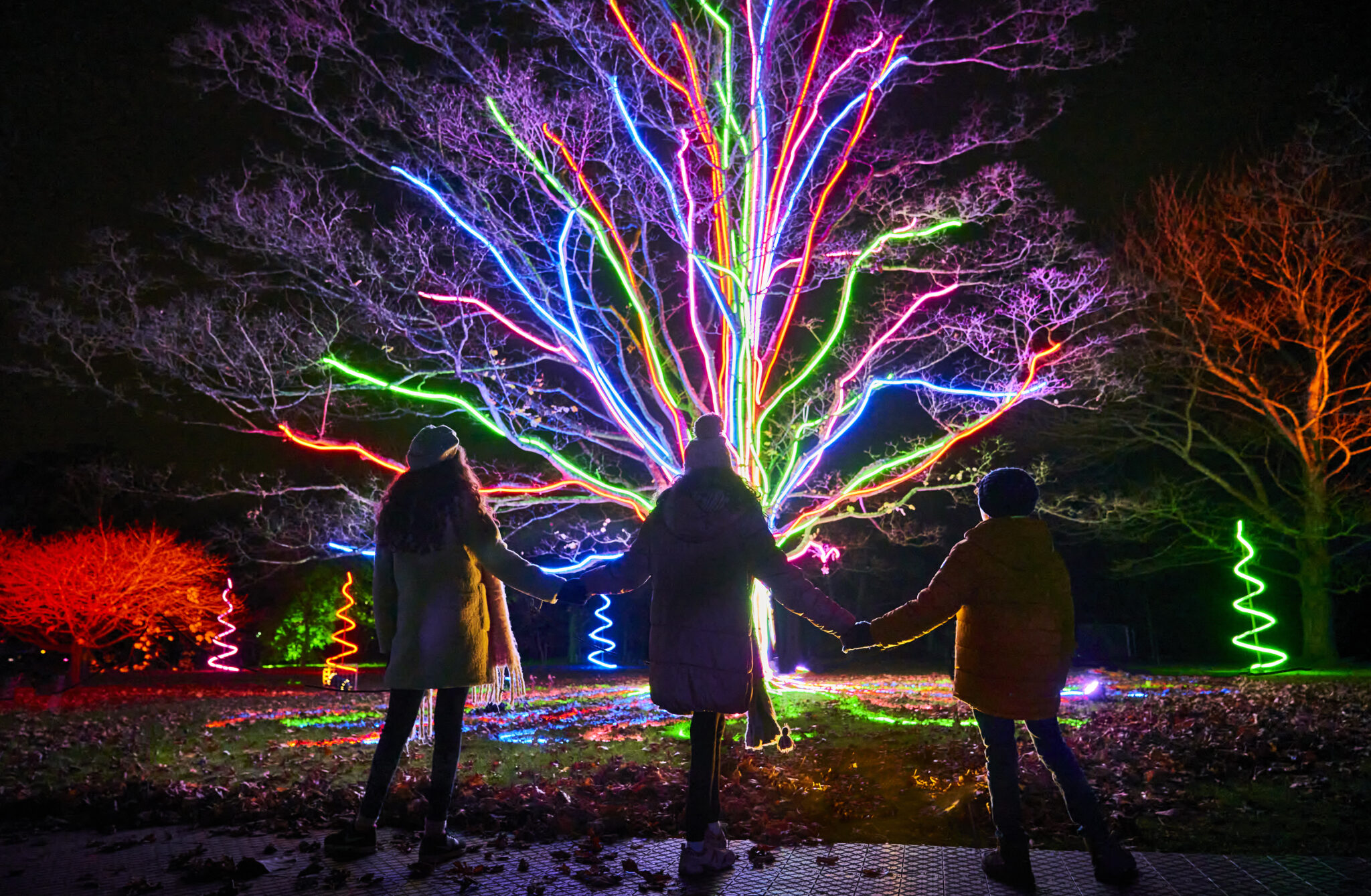 People look at brightly lit up tree at night