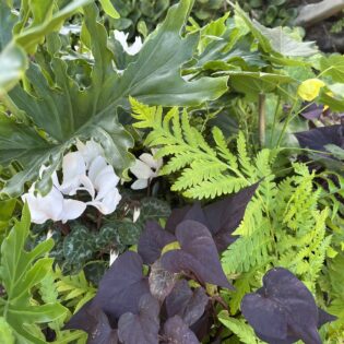 November Plant Sale: Plants for Shade