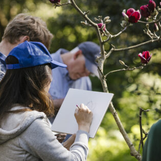 Sketching with Sami: Magnolias