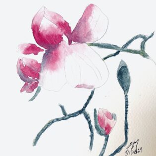 Magnificent Magnolias — Easy Sketching with Eileen