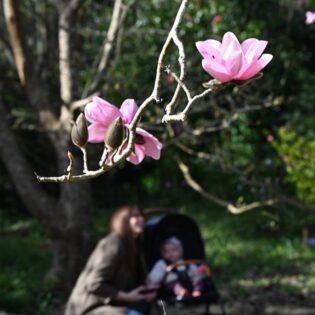 Magnificent Magnolias — Children's Programming