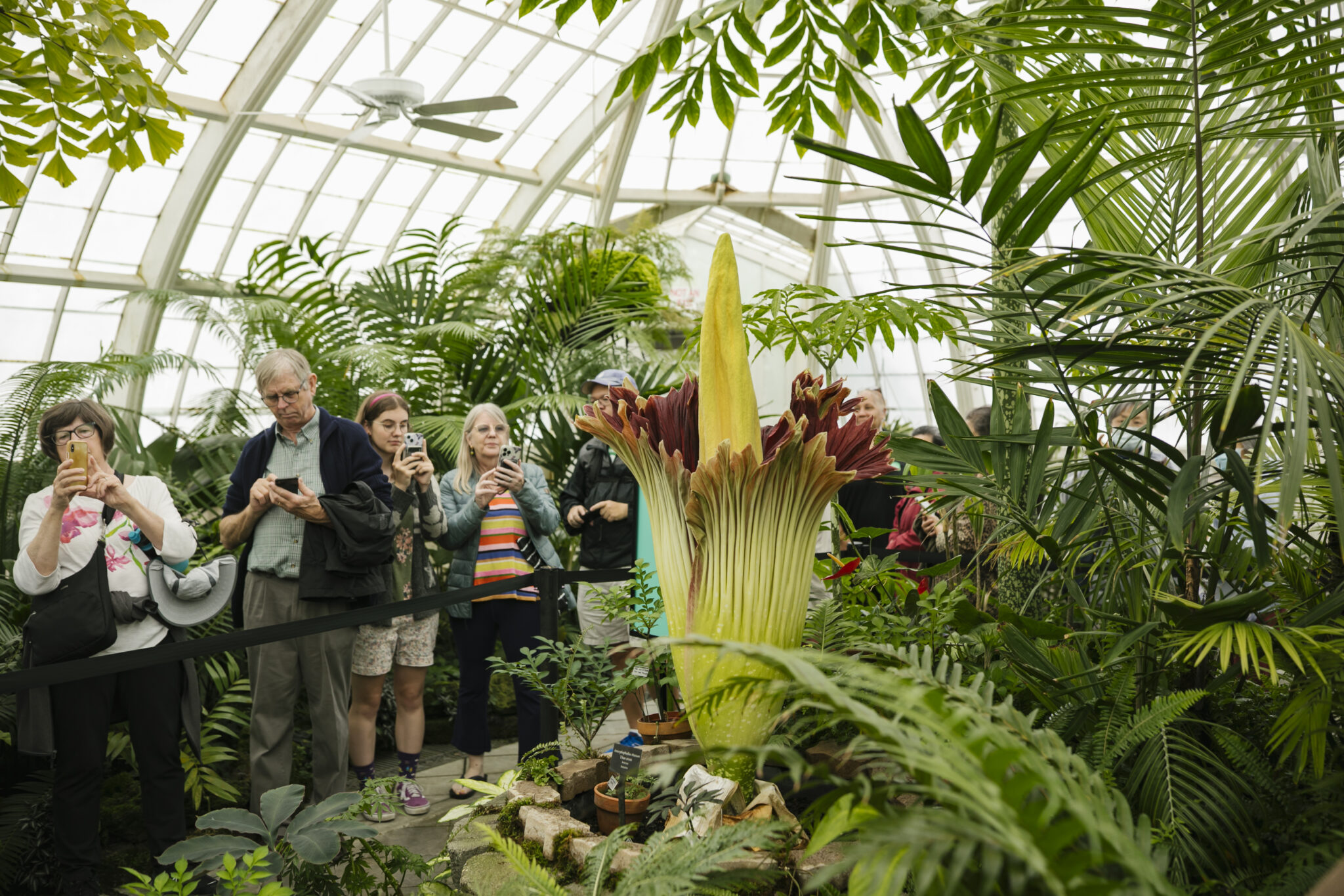 Image for: Corpse Flower Blooms at the Conservatory of Flowers